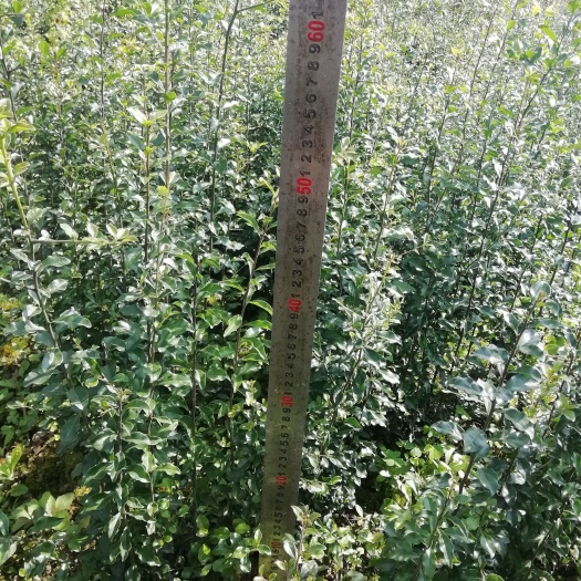 雅安四川灌木金弹子苗，高度60～100厘米的