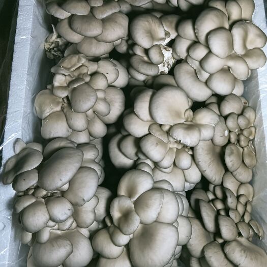 台州鲜平菇 郁清香食用菌
