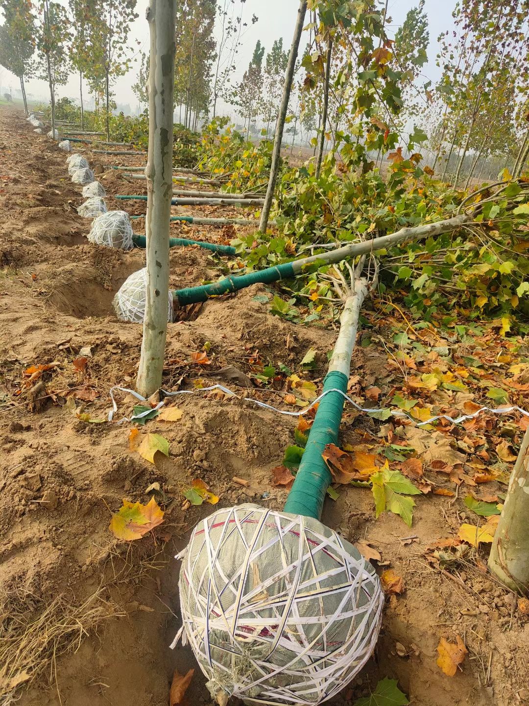  法桐树供应8-11-13-14-16-18公分法国梧桐树