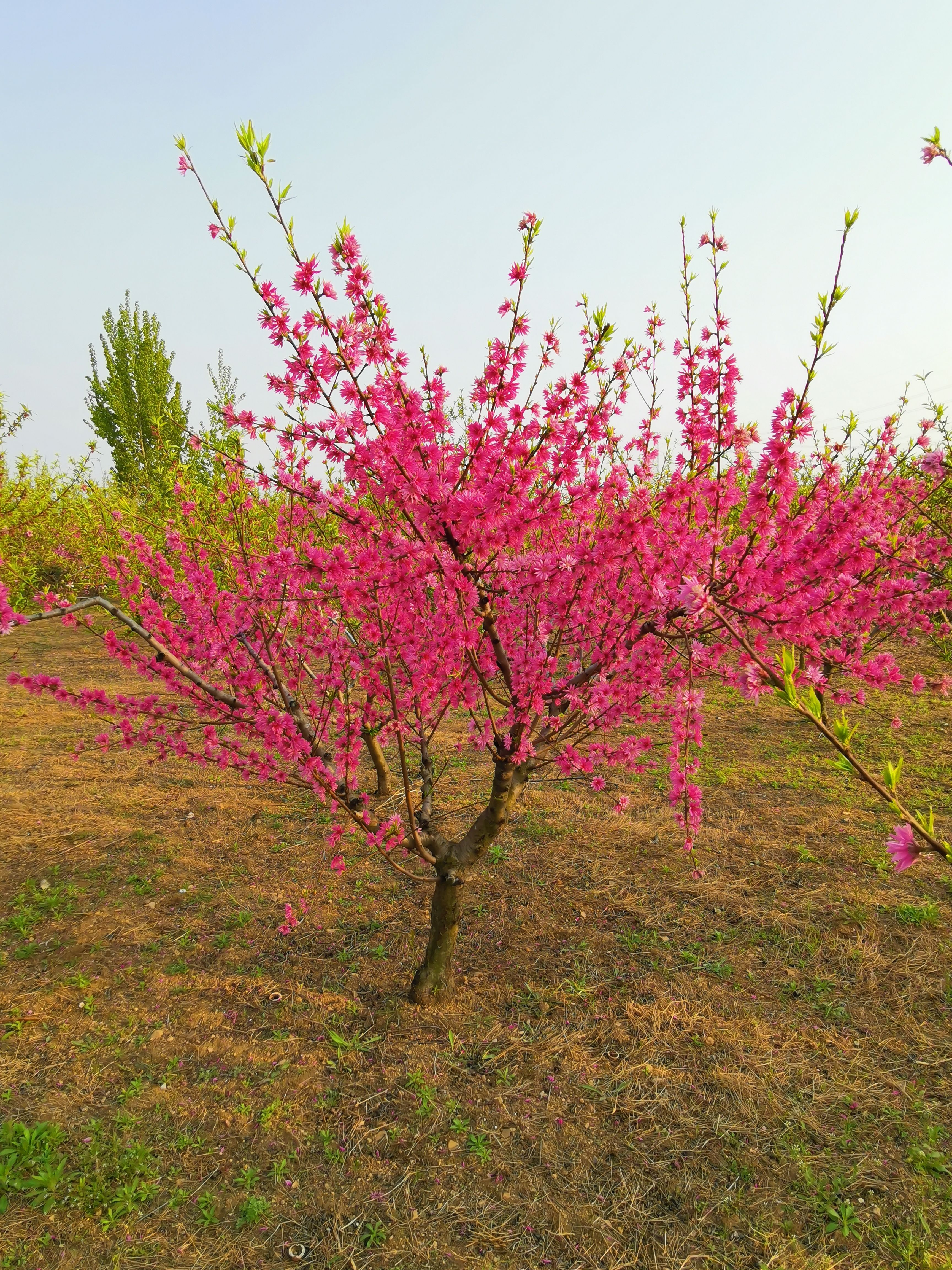 菊花碧桃，10公分菊花碧桃價(jià)格，12公分菊花碧桃