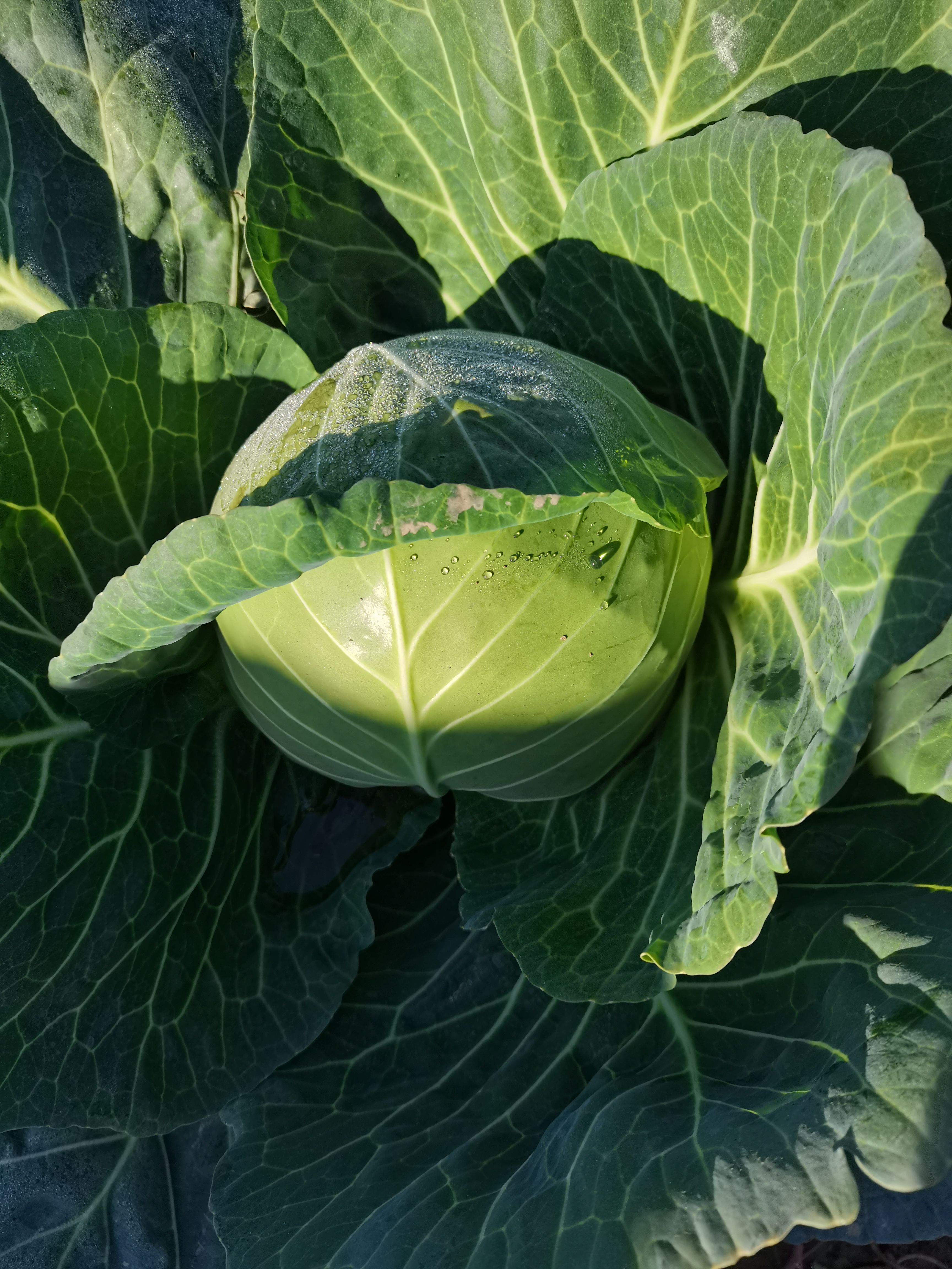 新鲜蔬菜奥奇娜甘蓝包菜  湖北嘉鱼奥奇娜包菜大量上市。优惠多