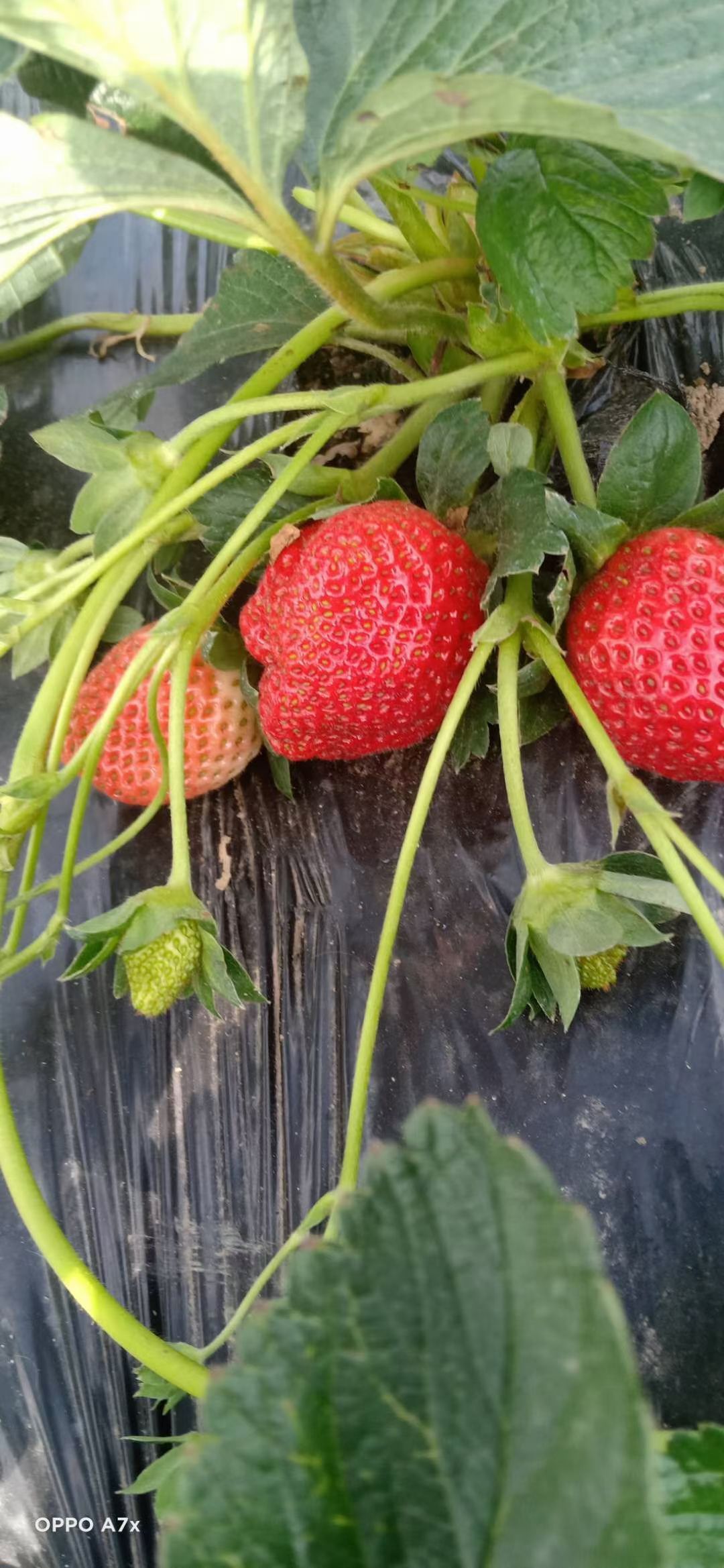 大凉山露天草莓  糖葫芦专用草莓