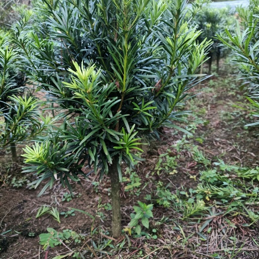 小叶罗汉松，装盆景做造型树专用苗，。。。。。。。。。。。。。