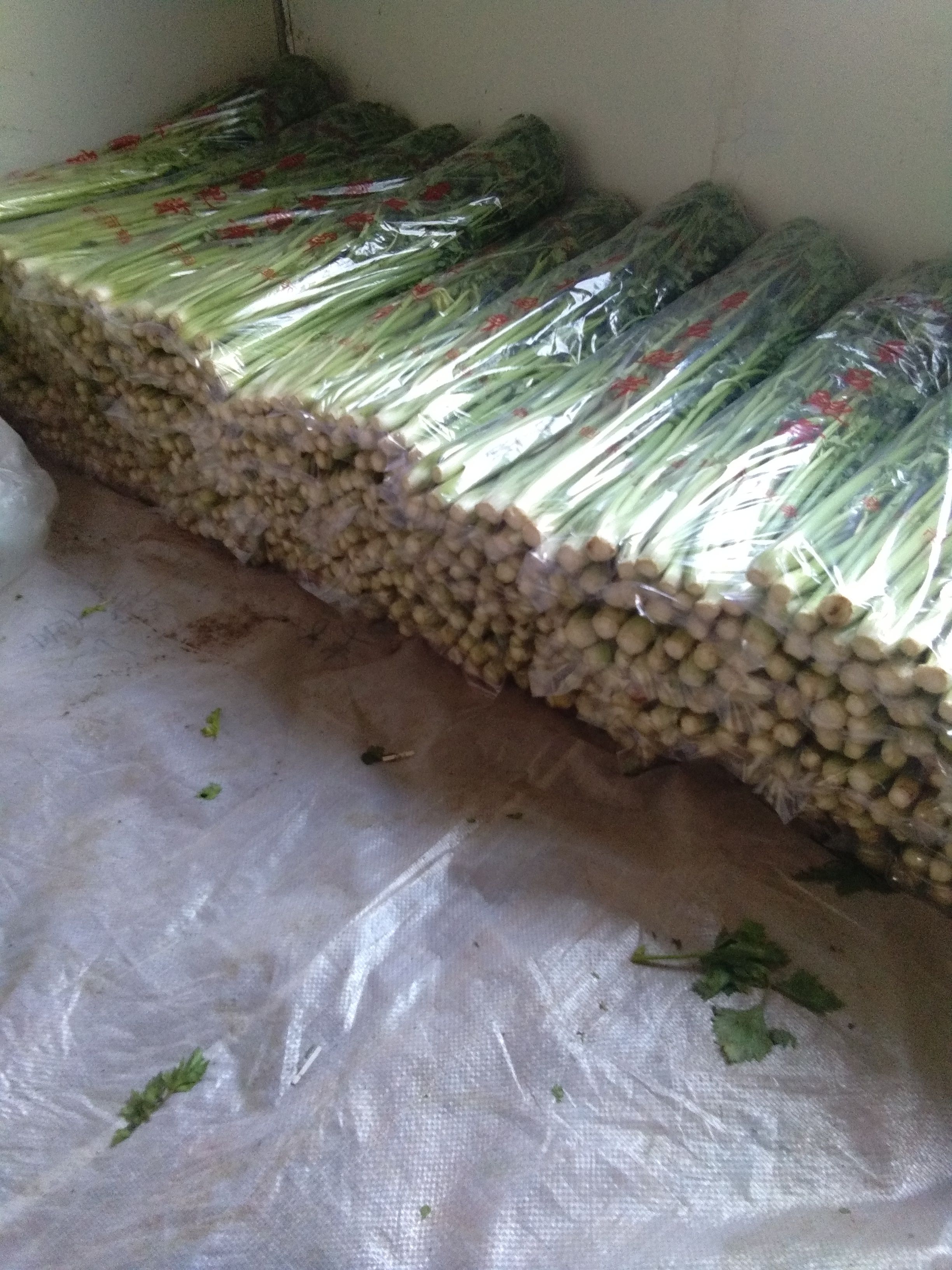 鲍芹 口感清脆  芹菜味浓