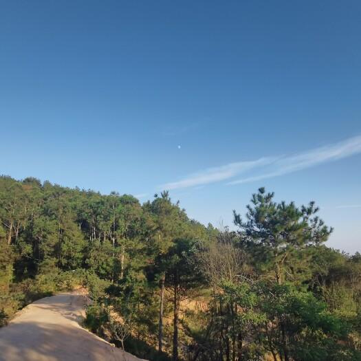 南安市山养珍珠鸡，全天然绿色生态养殖。