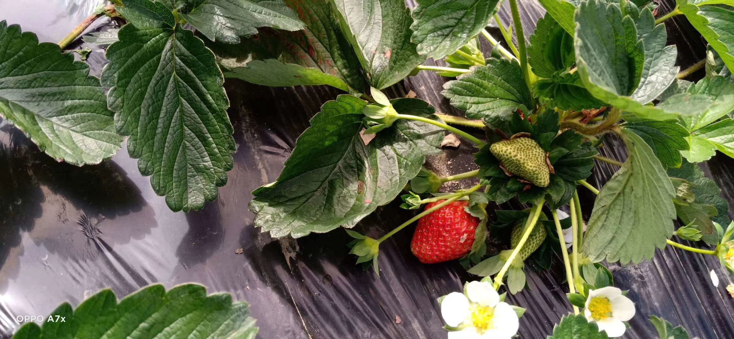 大凉山露天草莓  糖葫芦专用草莓