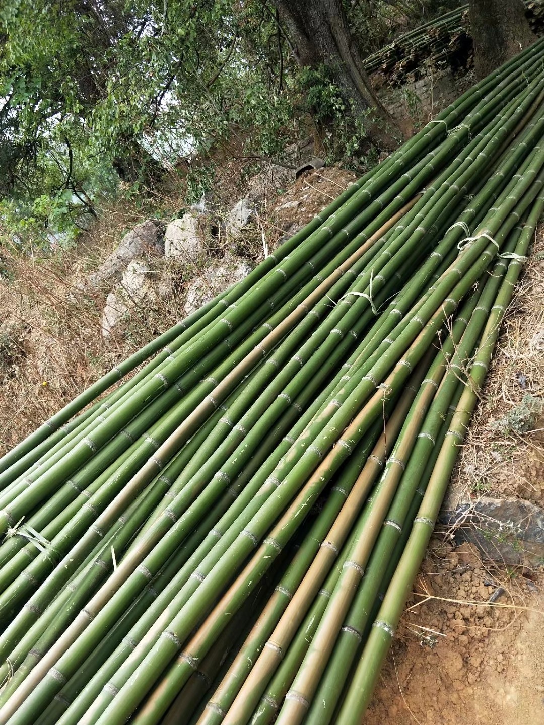 金竹 出售各种规格竹子，竹竿