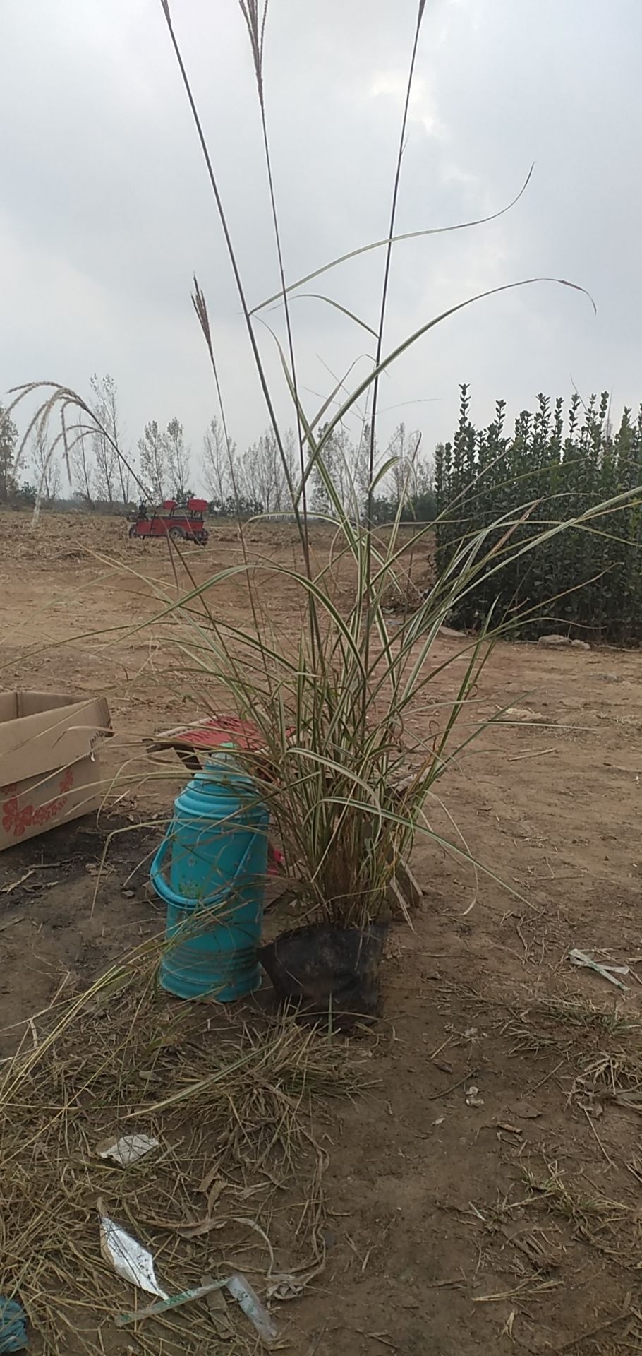 花叶芒，18*23杯苗，上车价