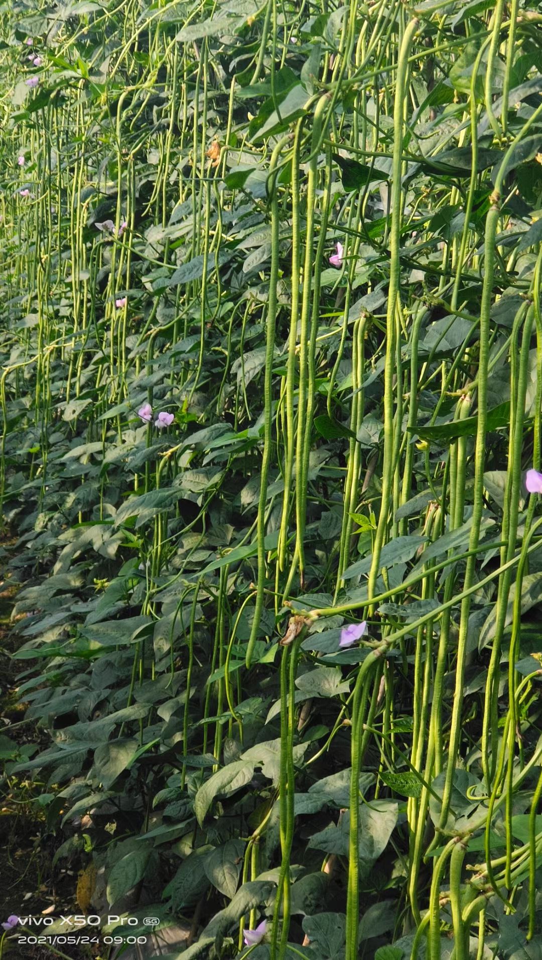 郑州翠绿条长豆角种子