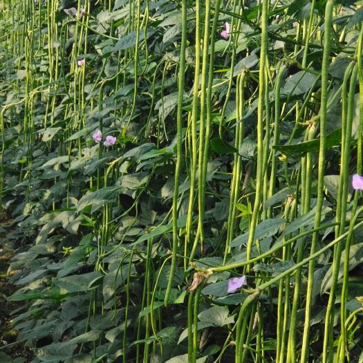 郑州耐低温翠绿条长豆角种子适合春大棚越冬育苗挂果多早熟