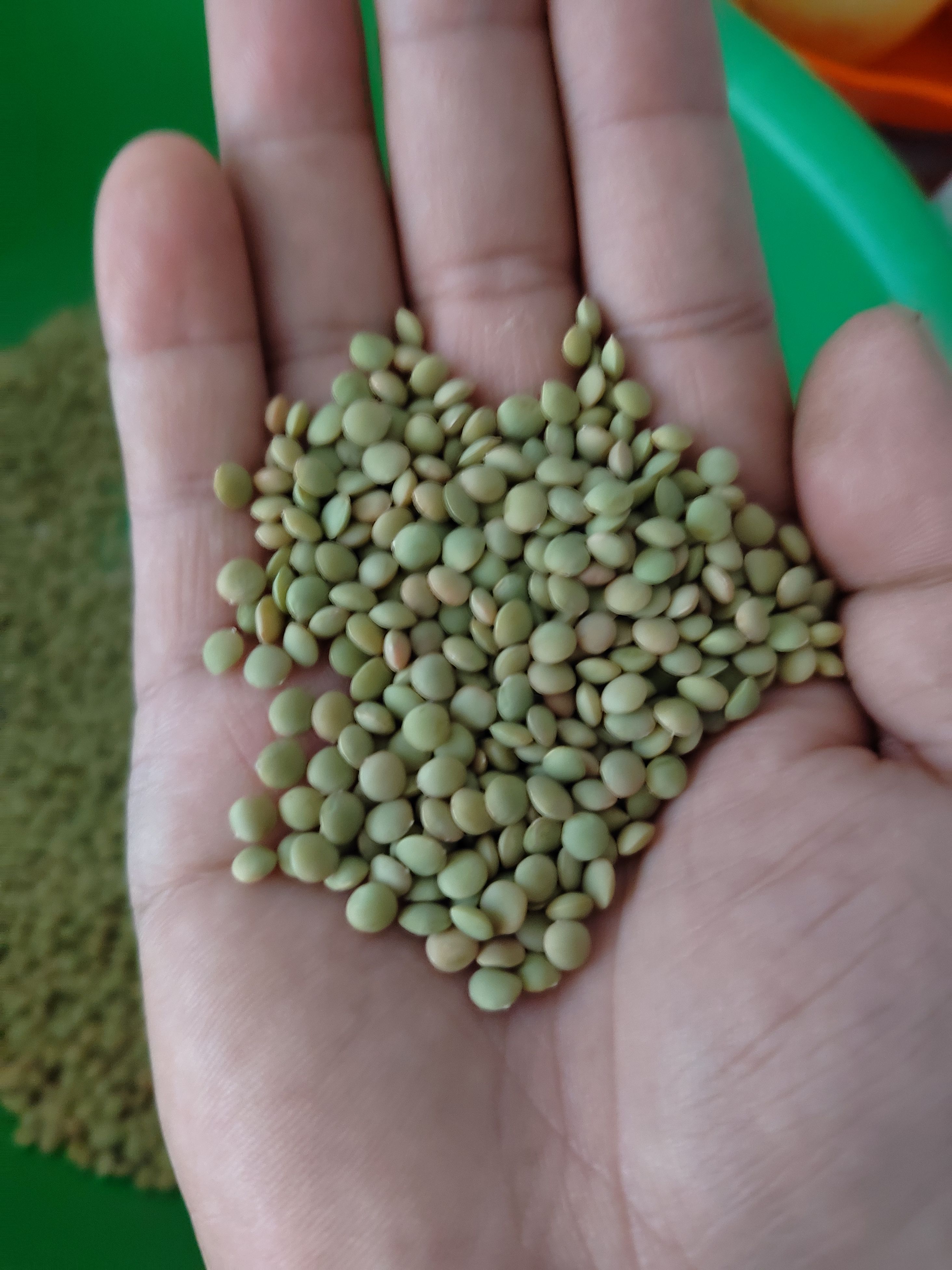 优质小颗粒绿扁豆，精装上市，甘肃特产
