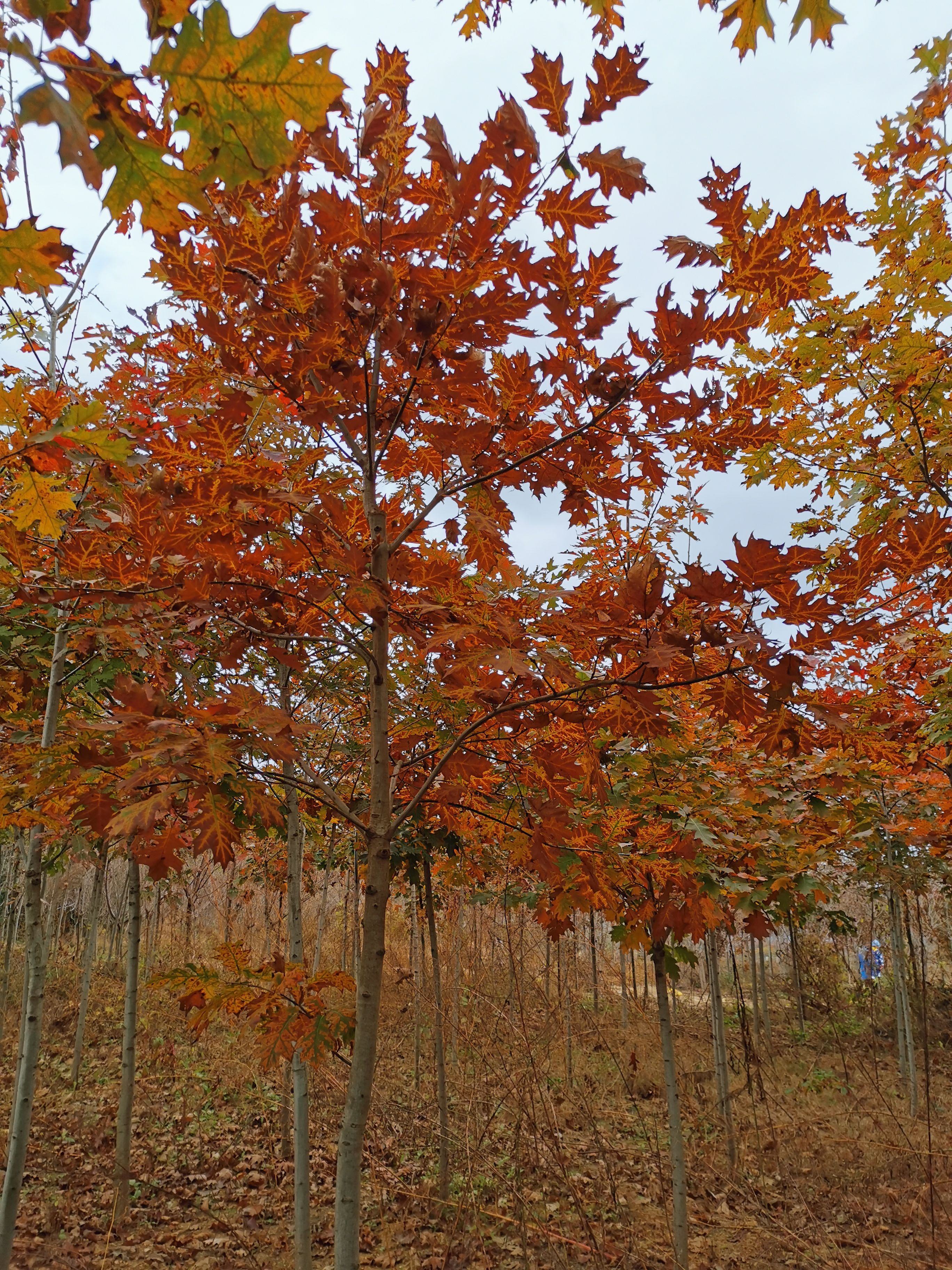 北美红栎 欧洲红栎