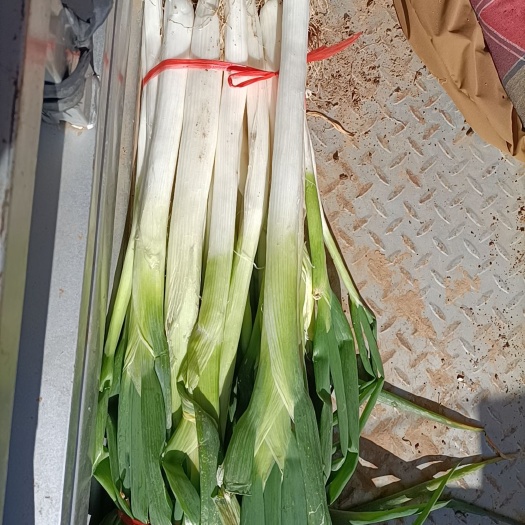 内丘县长白大葱  大葱
