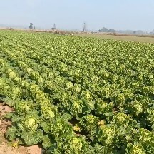 阜南县 50亩大棚黄心大白菜