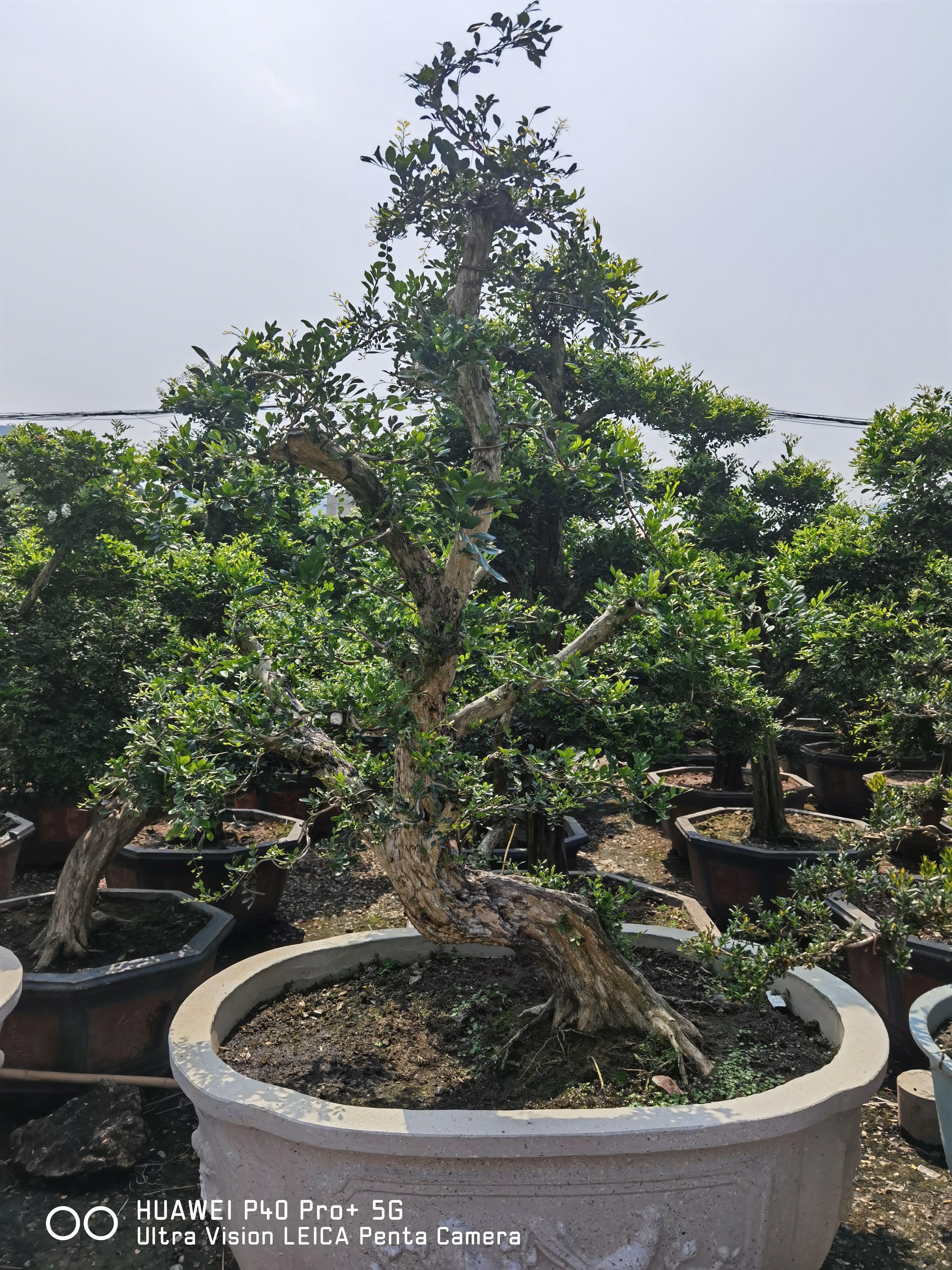 小叶九里香 高度2米 地径20公分 造型九里香盆景 七里香树桩盆景榆树桩