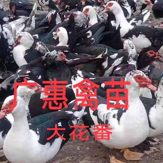 南宁番鸭苗  大花番鸭   大种番鸭   西洋鸭   旱鸭  非