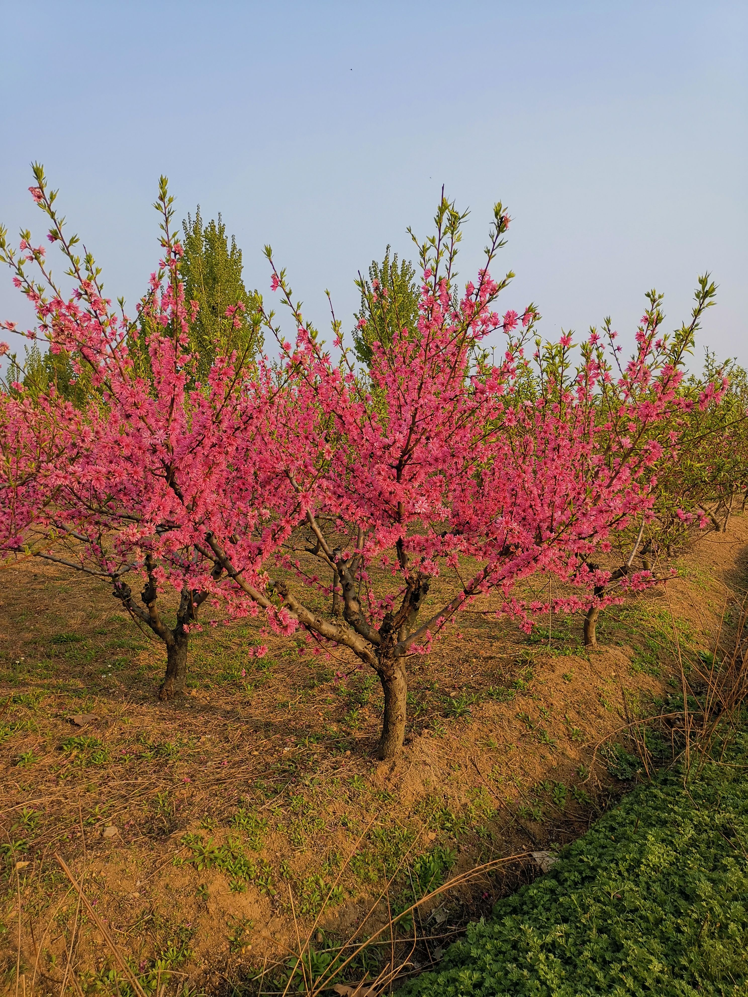 菊花碧桃，10公分菊花碧桃價(jià)格，12公分菊花碧桃