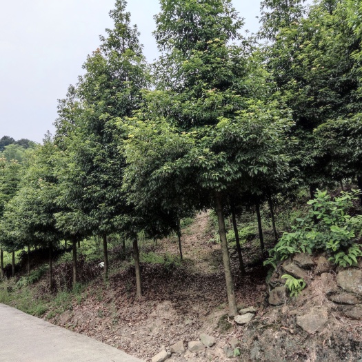 合江县 小叶桢楠金丝楠木树苗