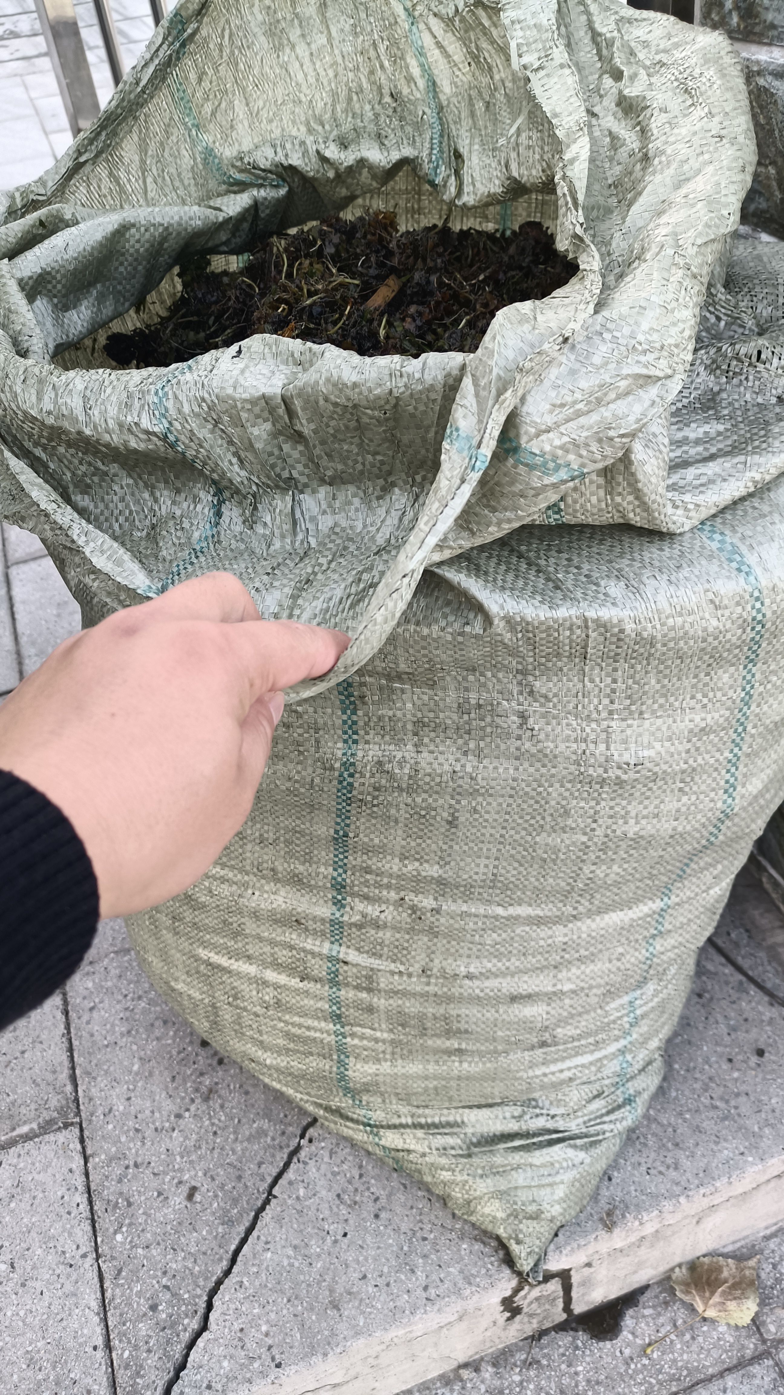 菹草