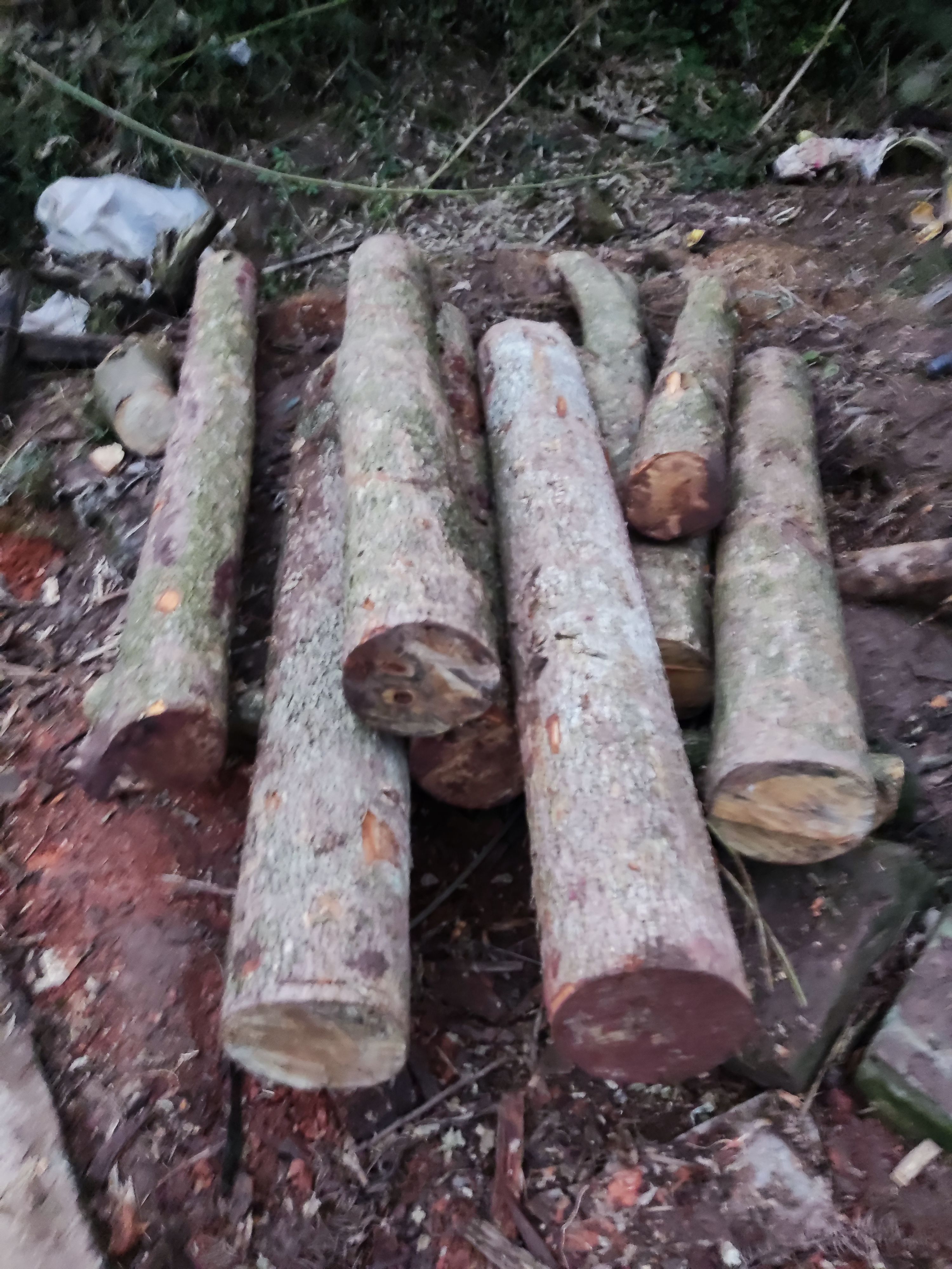 金丝楠木小叶桢楠原木