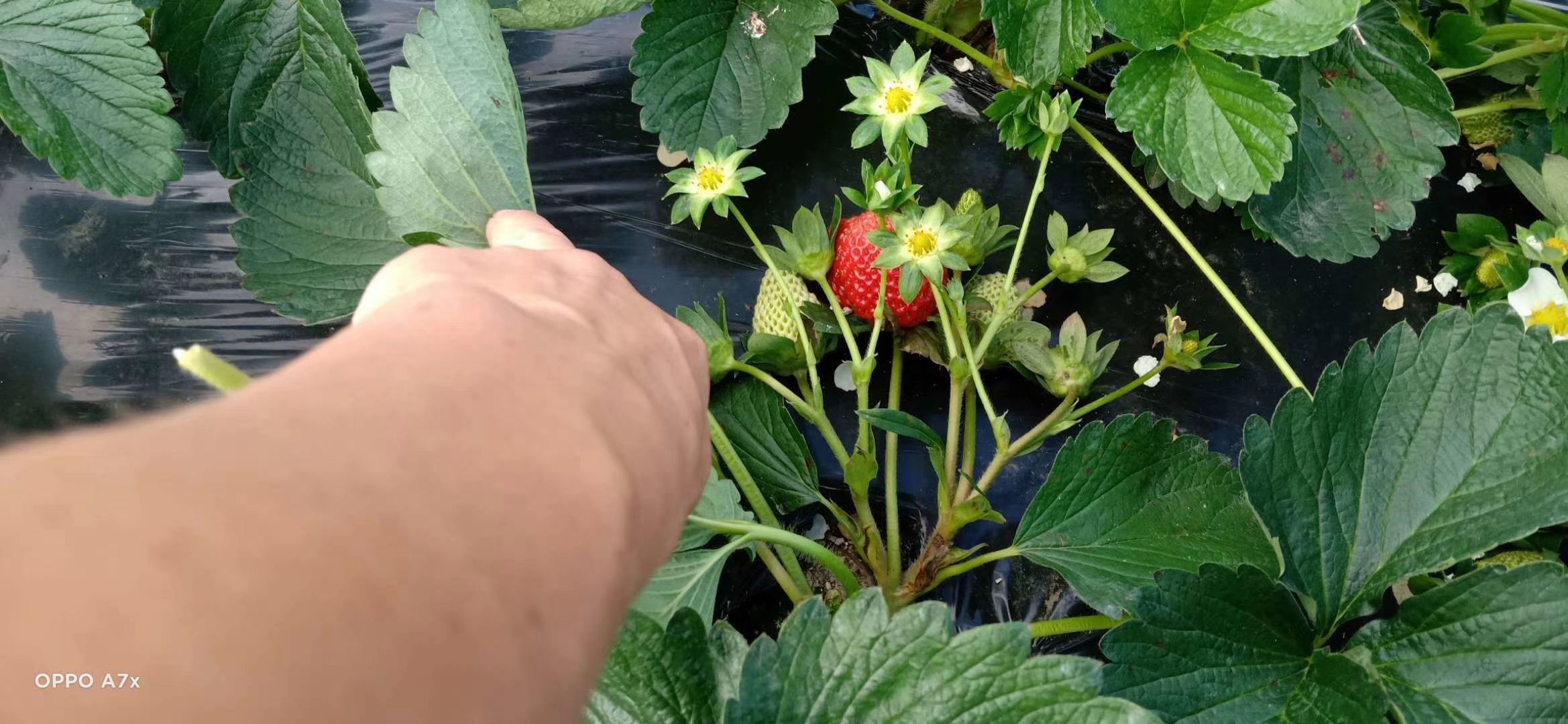 大凉山露天草莓  糖葫芦专用草莓