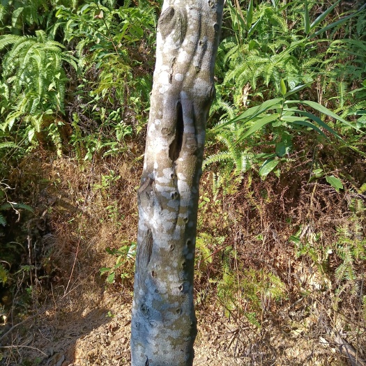 茂名奇楠沉香树  沉香棋楠基地直供