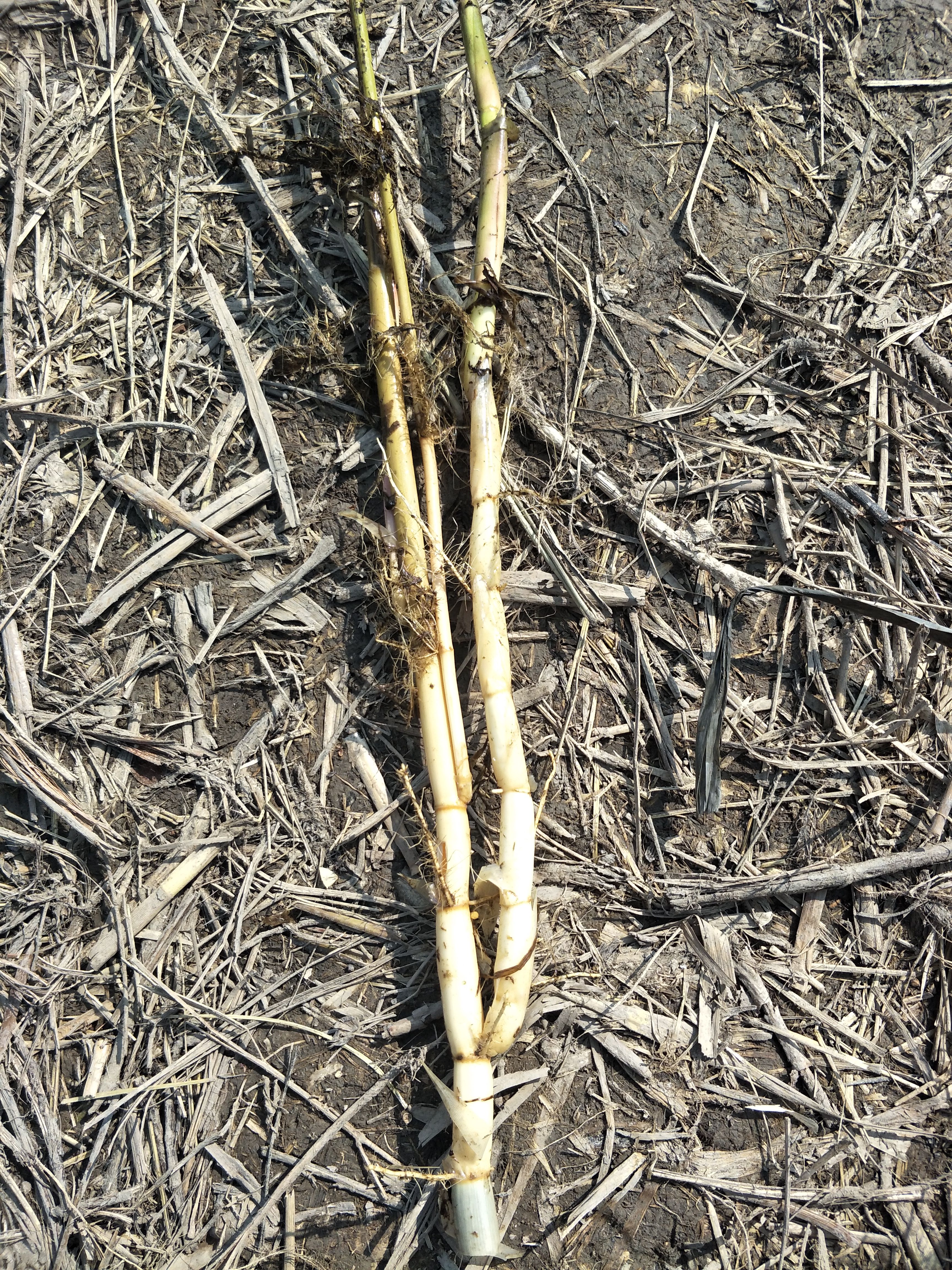 白洋淀芦苇苗成活率高