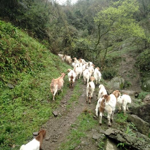 长阳县波尔山羊 湖北宜昌白山羊波杂