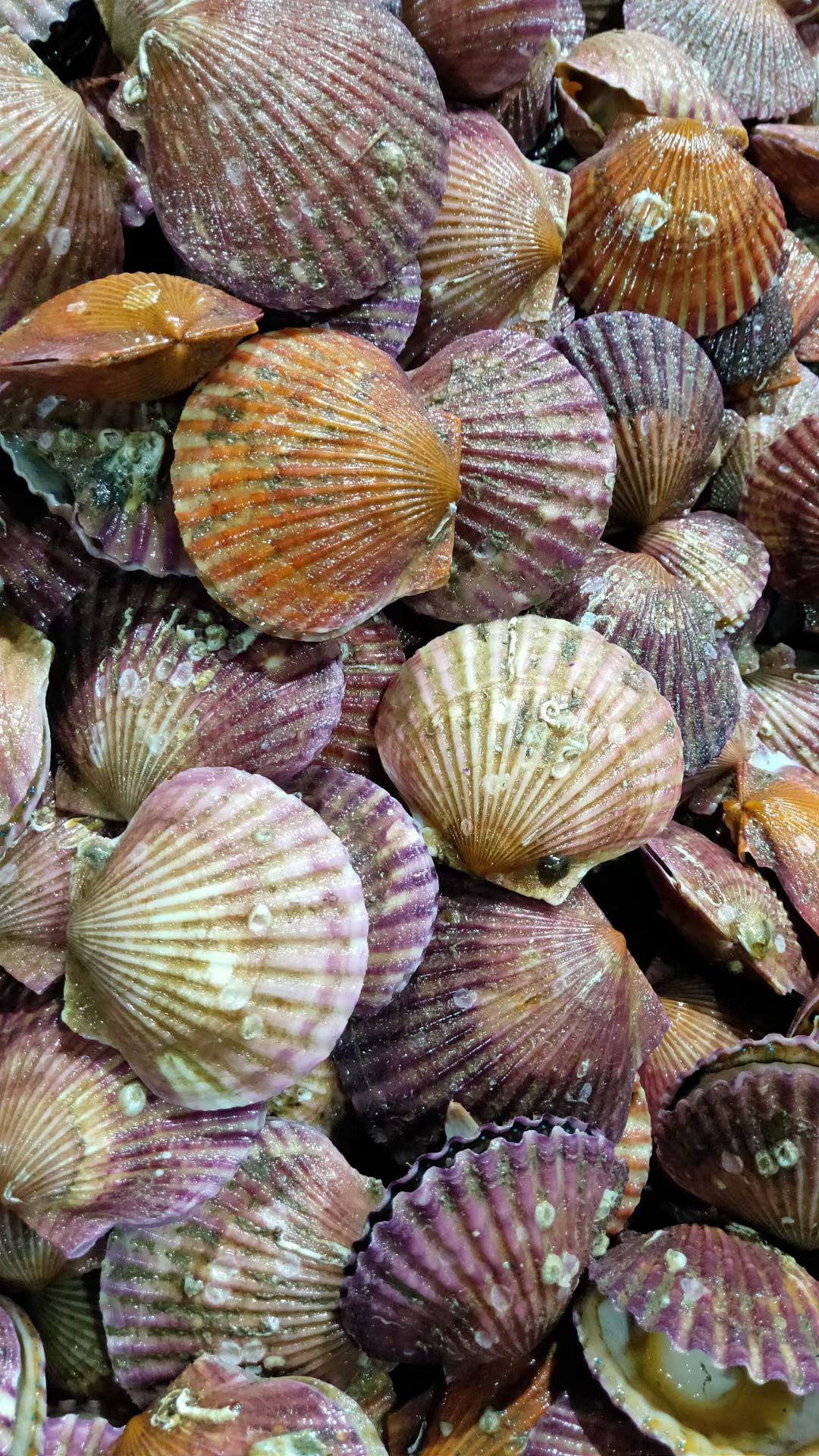 海湾扇贝 扇贝鲜活新鲜扇贝港湾贝小红贝