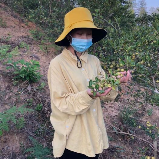 建宁县21年闽江源头小籽山茶油
