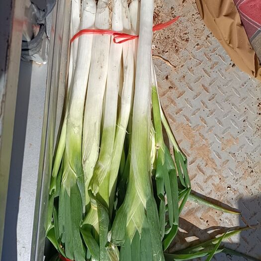 内丘县长白大葱 大葱