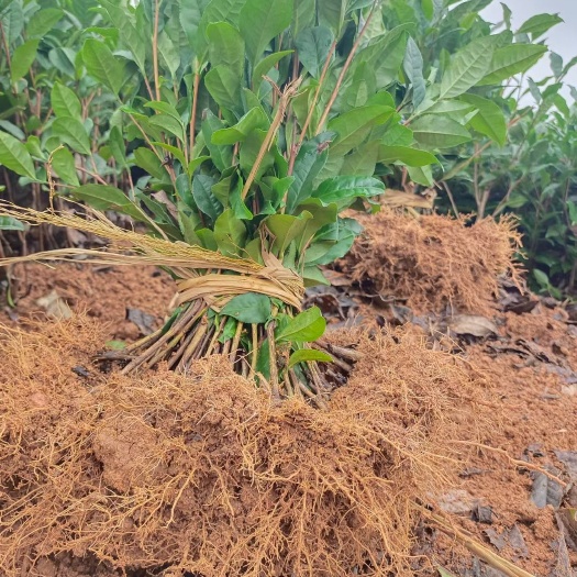 雅安茶树苗，茶苗，绿茶苗，自家苗圃(福鼎白茶，福选九号等