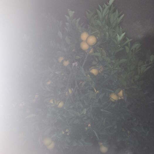 石门县 太子橙：脐橙，纽荷尔脐橙