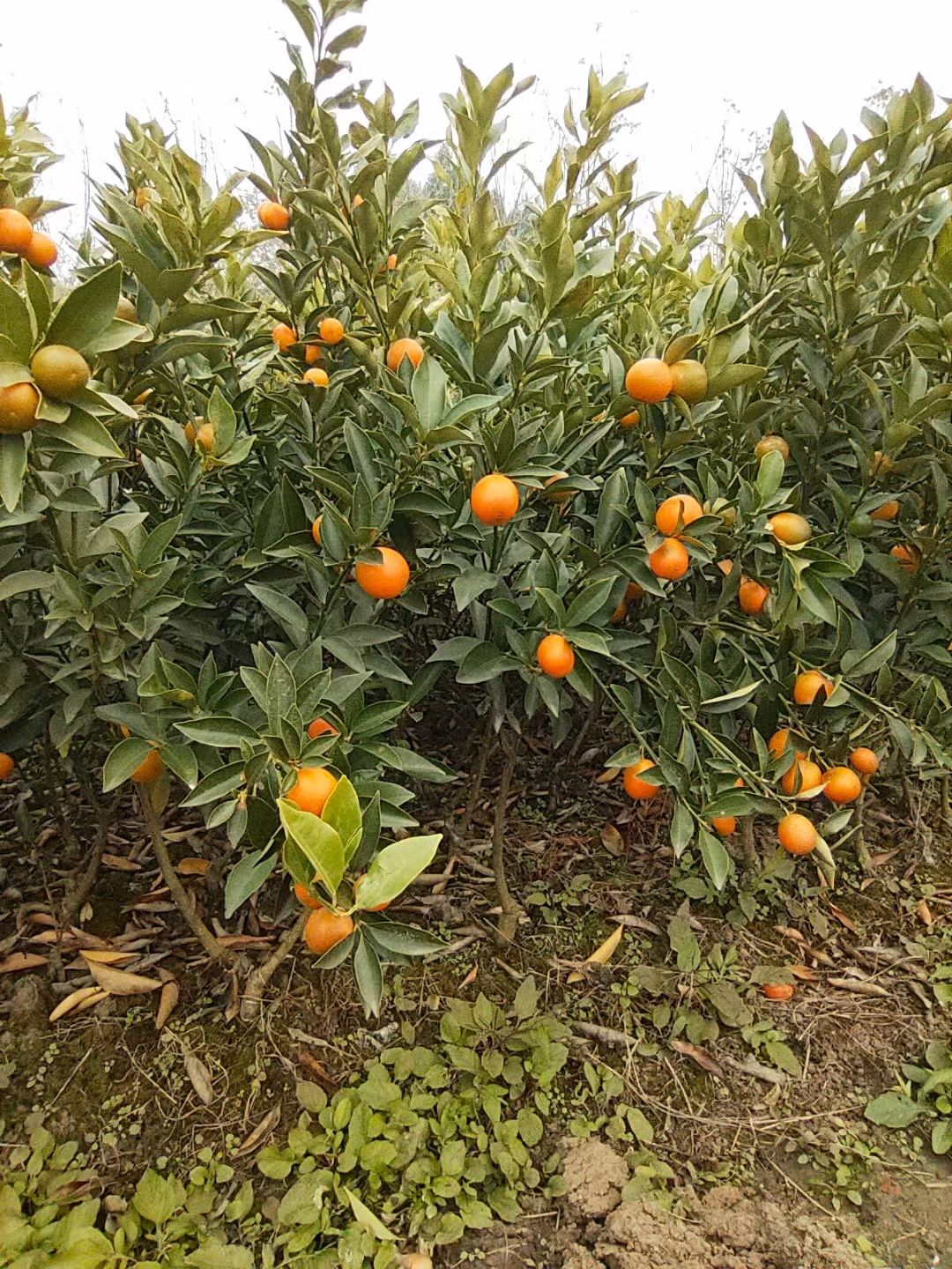 脆皮金桔苗  金桔苗，品种保证，基地直销