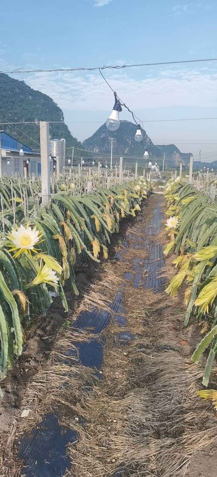 隆安县 出售火龙果苗