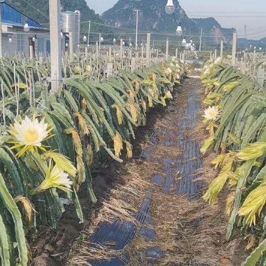 隆安县 出售火龙果苗