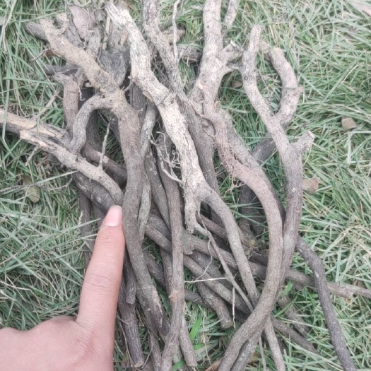 广州小叶紫檀盆栽  黑骨茶桩