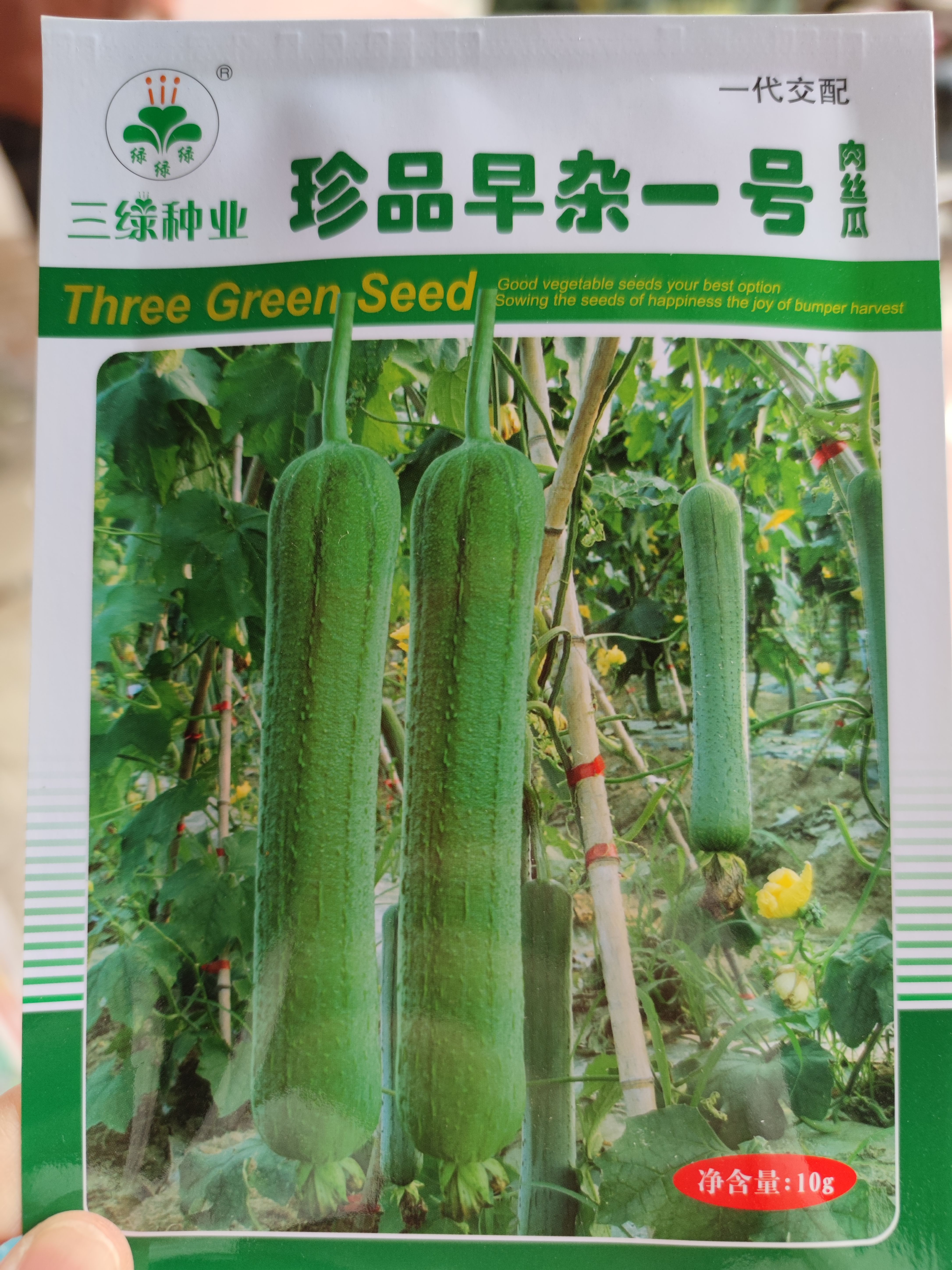珍品早杂一号肉丝瓜种子，瓜皮绿色微皱披瓜霜，肉白嫩味清甜。