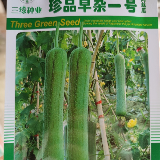 珍品早杂一号肉丝瓜种子，瓜皮绿色微皱披瓜霜，肉白嫩味清甜。