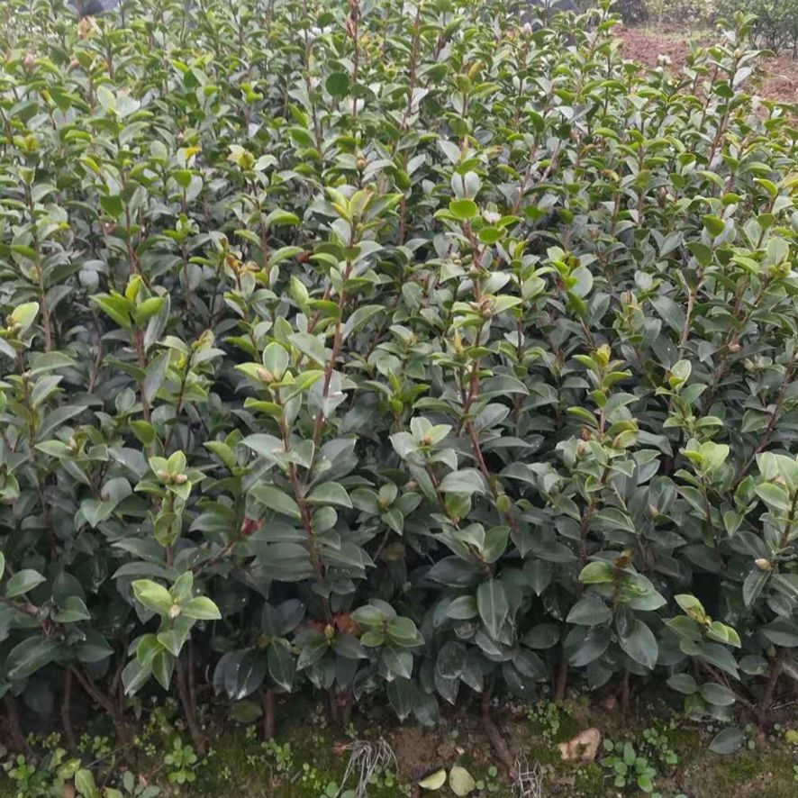  苗圃直销 茶梅小苗 茶梅苗 绿化工程用苗 各类苗木 小苗