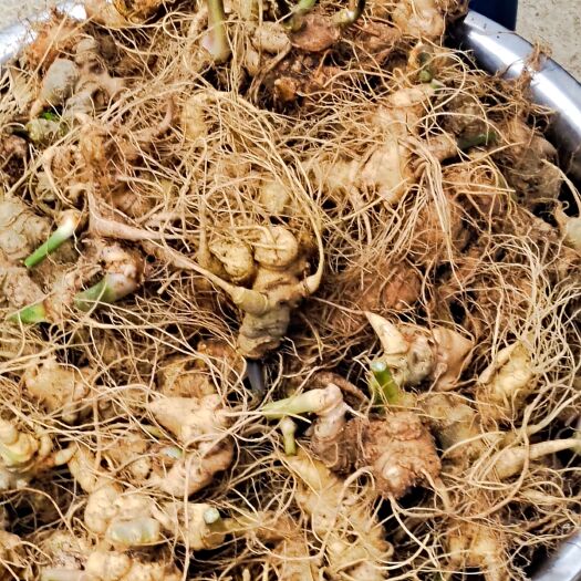 龙陵县 竹节参块茎