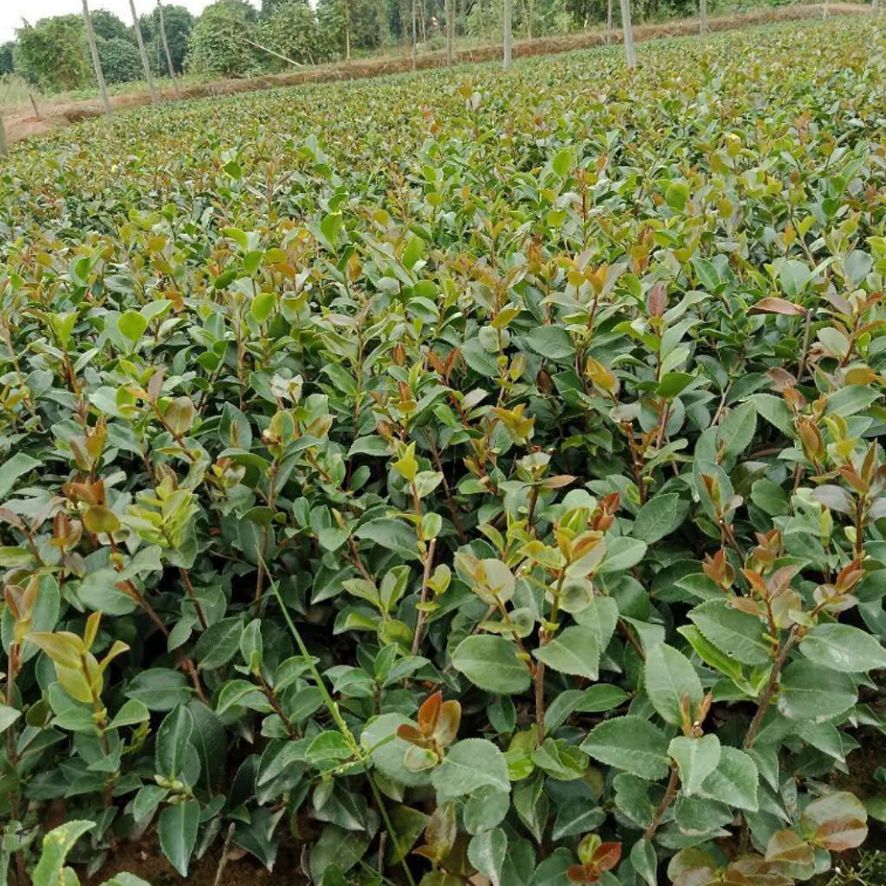  苗圃直销 茶梅小苗 茶梅苗 绿化工程用苗 各类苗木 小苗