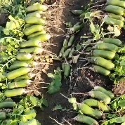 青州市 七星水果萝卜