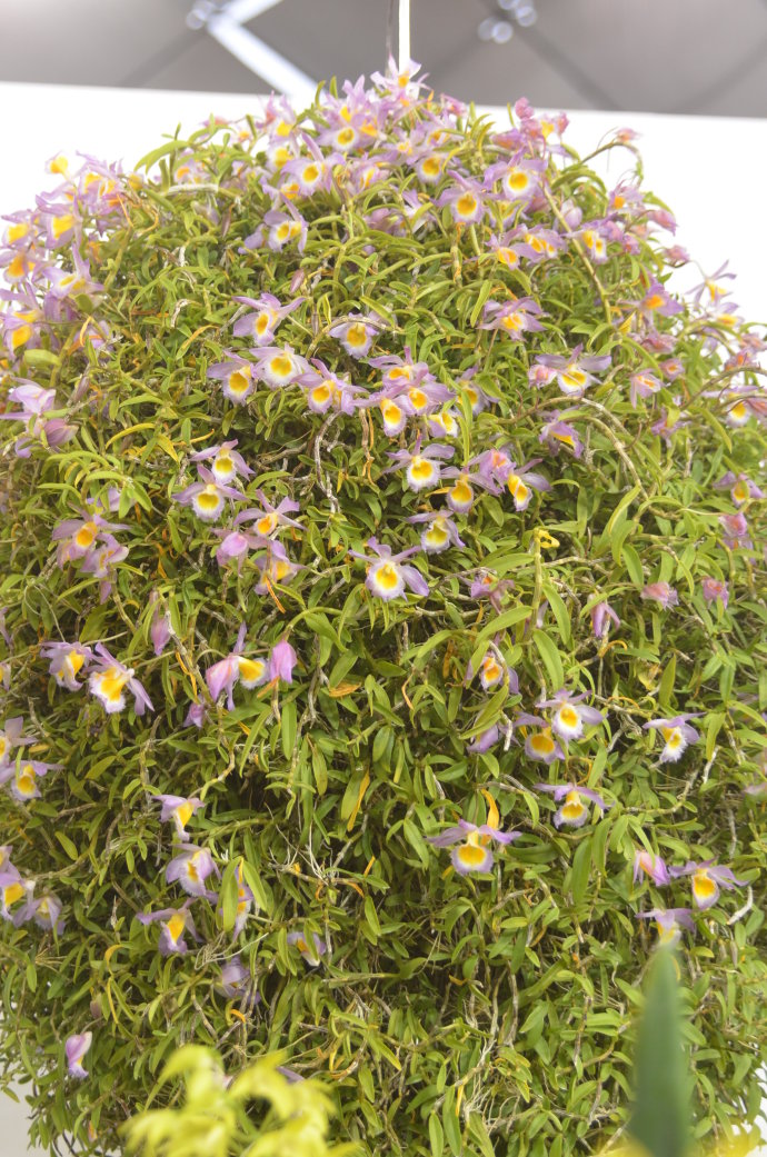 美花石斛  云南高山美花石斛