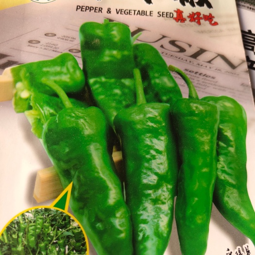 辣椒种子 余干辣椒，又名丰收椒，早熟，皮薄肉质细嫩，