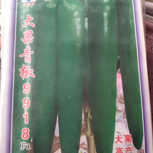 辣椒种子 大果青椒9918.，杂交一代青皮尖椒，大果型，深绿皮长牛角型