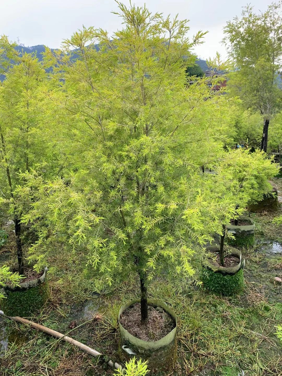 漳州 高度1.5米 自然形黄金宝树价格 黄金香柳基地 千层金批发