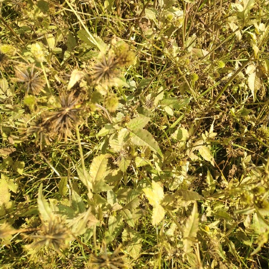 昆明 金盏银盘（鬼针草）