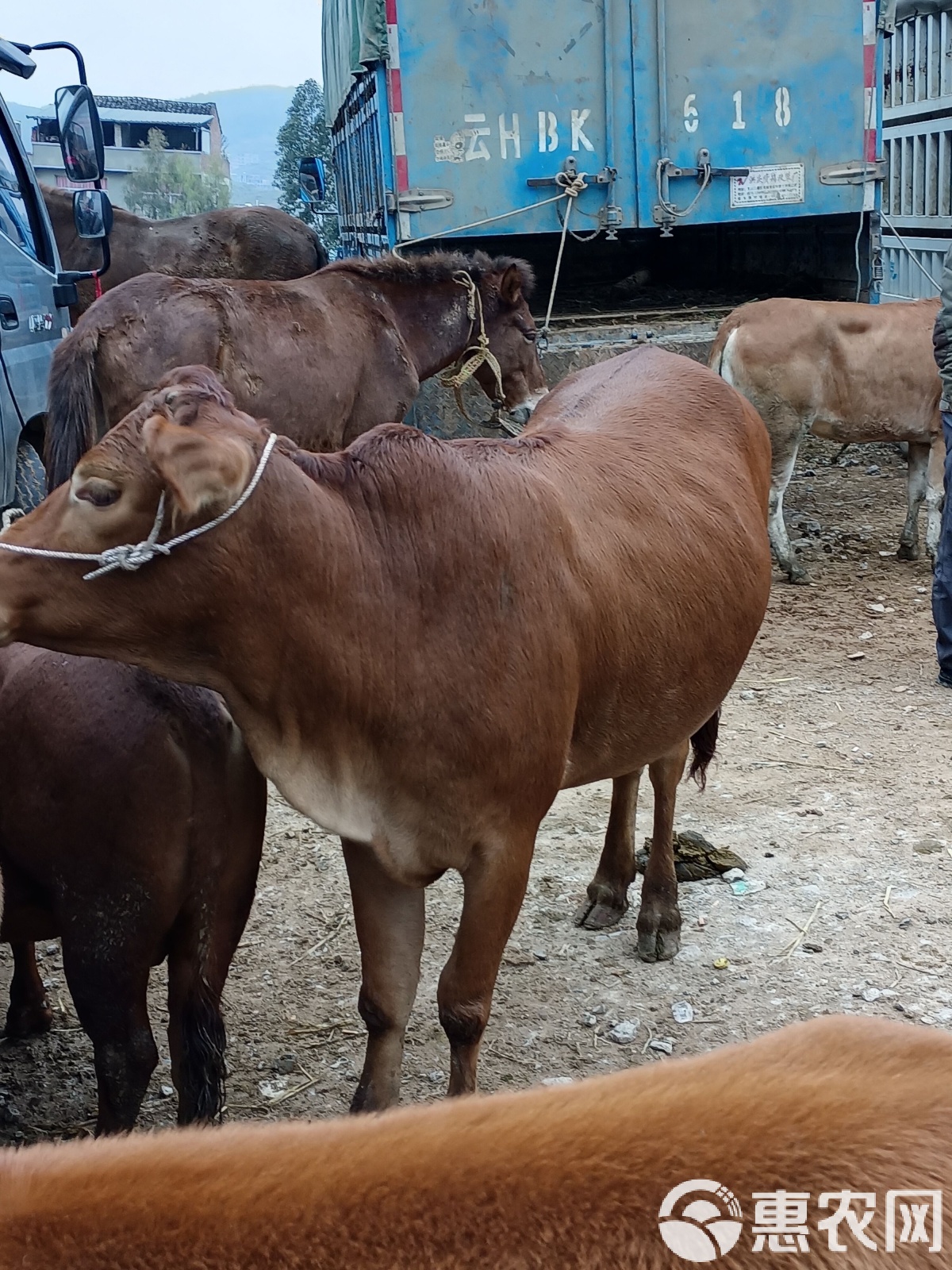 线上套医保的黄牛是真的吗的最新政策(2025年线上套医保的黄牛是真的吗吗分享) 线上套医保的黄牛是真的吗的最新政策(2025年线上套医保的黄牛是真的吗吗分享)