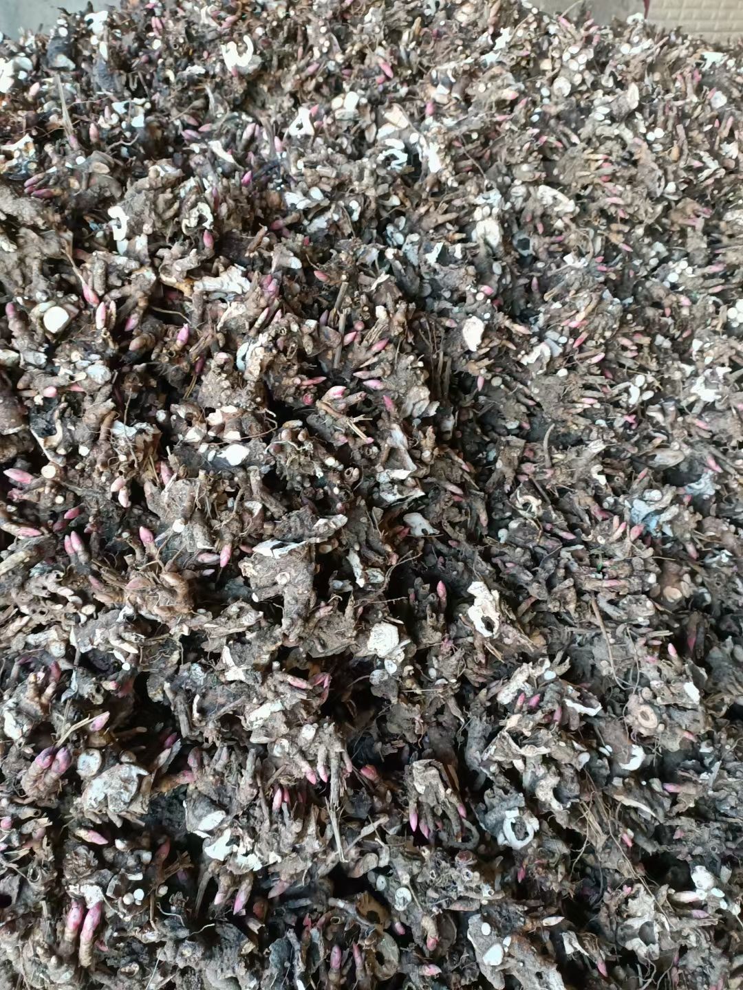 白芍  芍药芽3/5个芽头